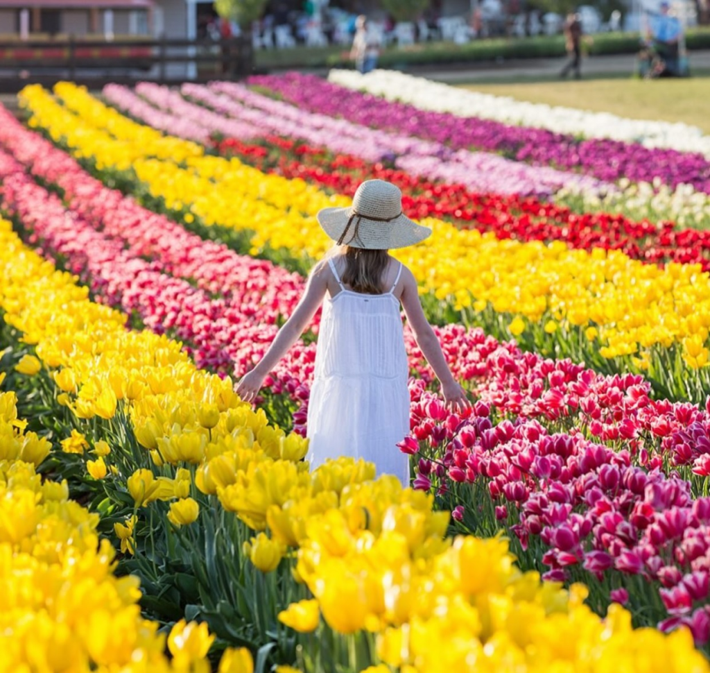 Tesselaar Tulip Festival