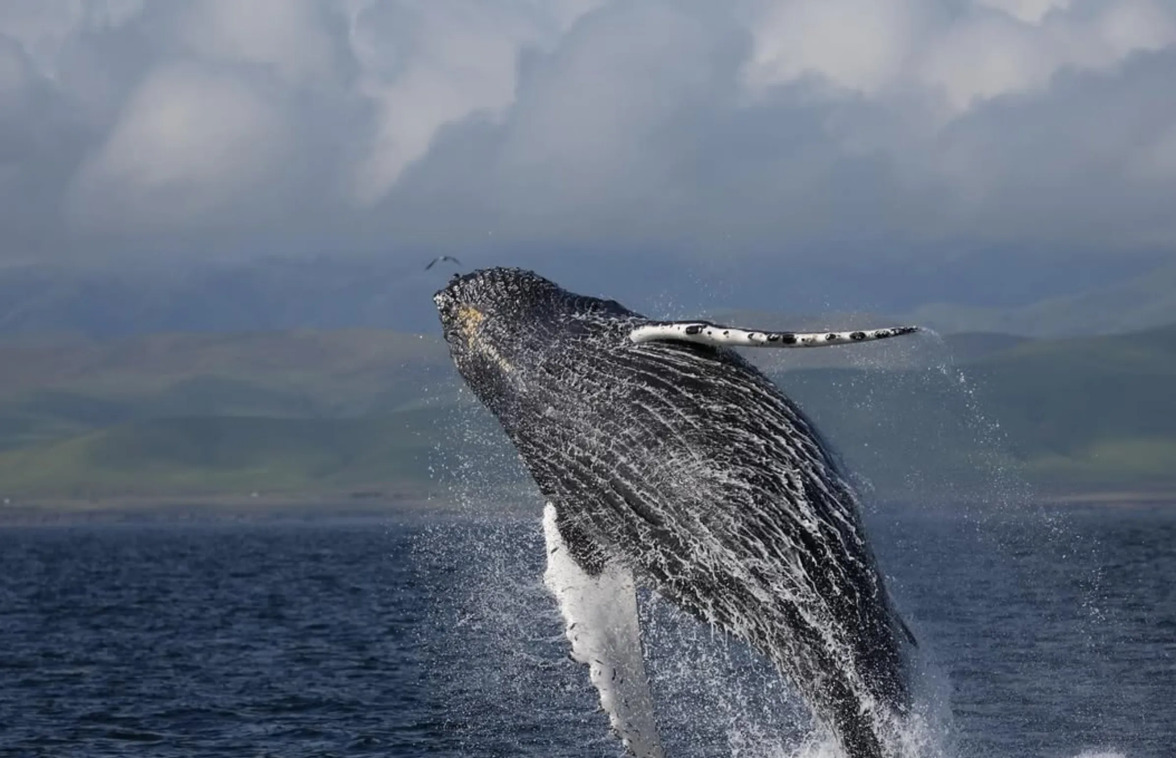 Whale Watching in Victoria