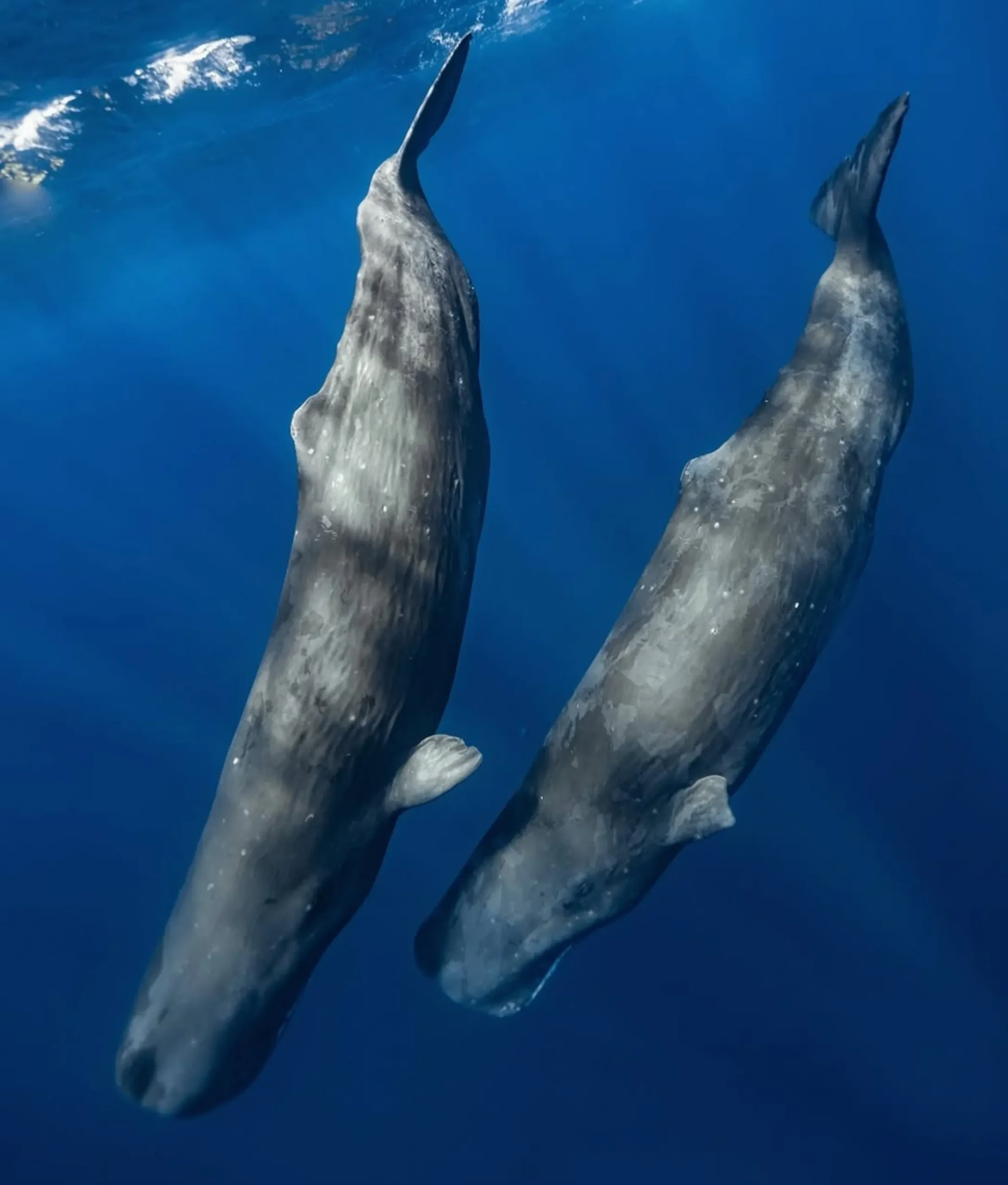 marine animal