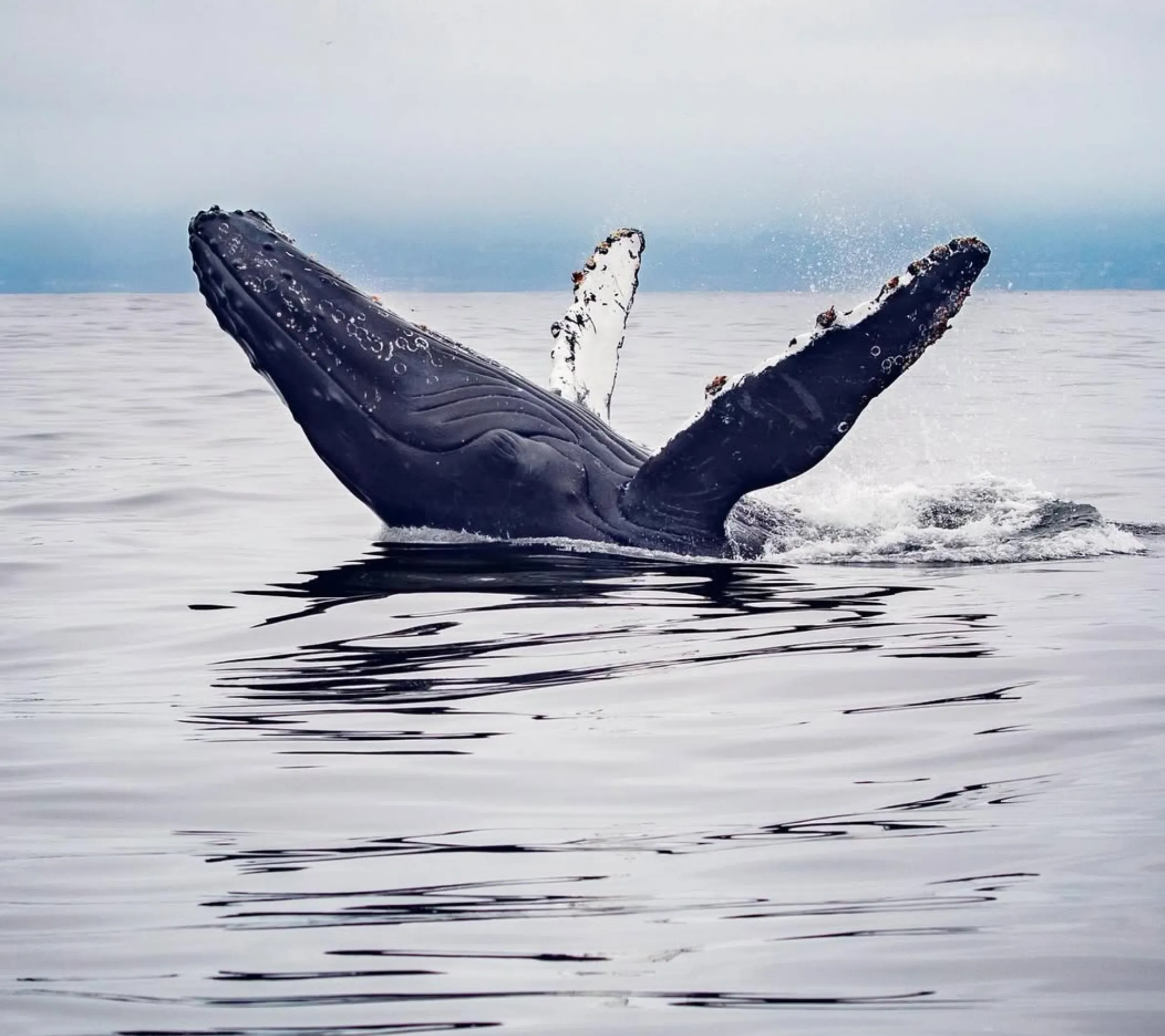 resident killer whales