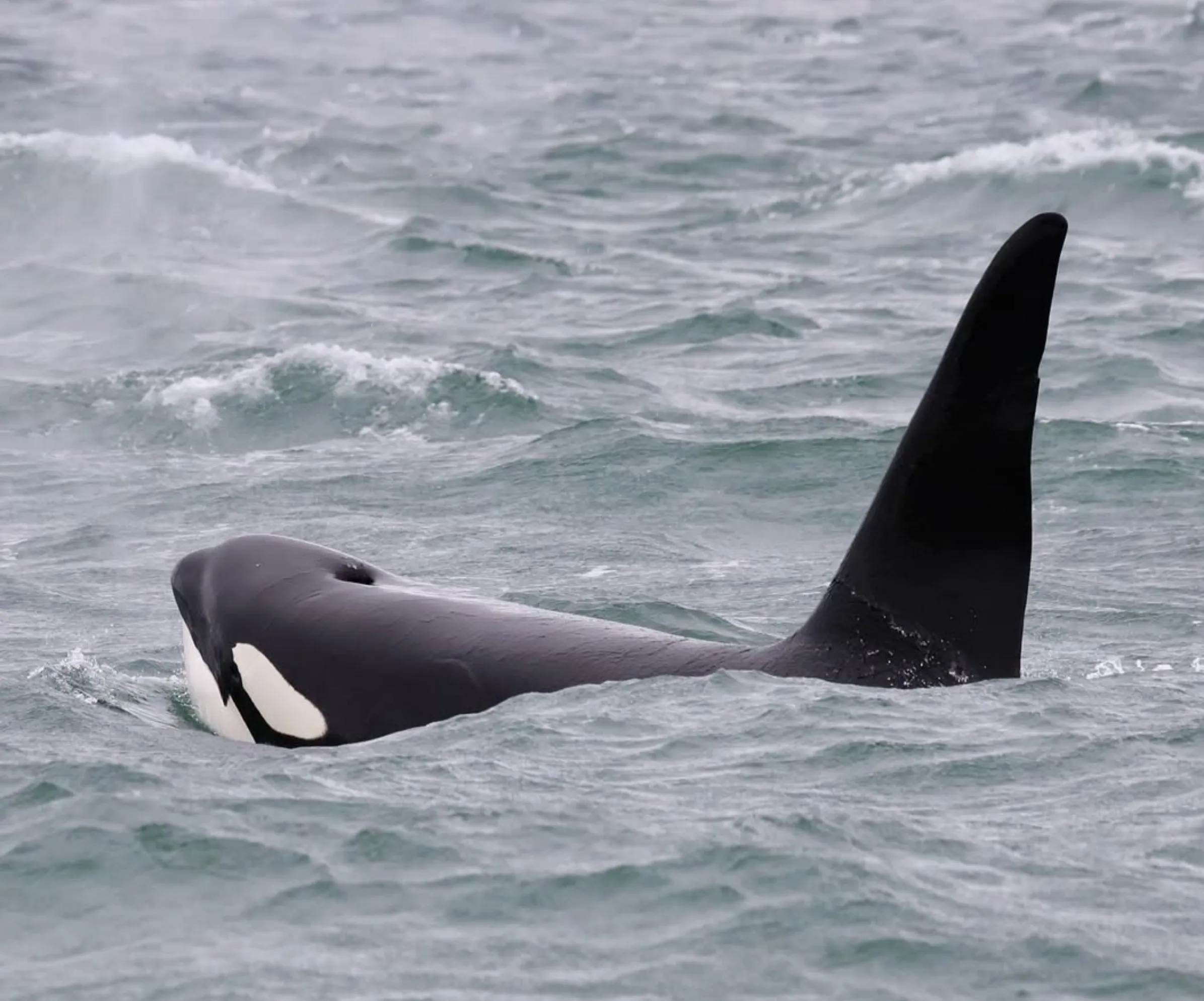 whale sighting guarantee