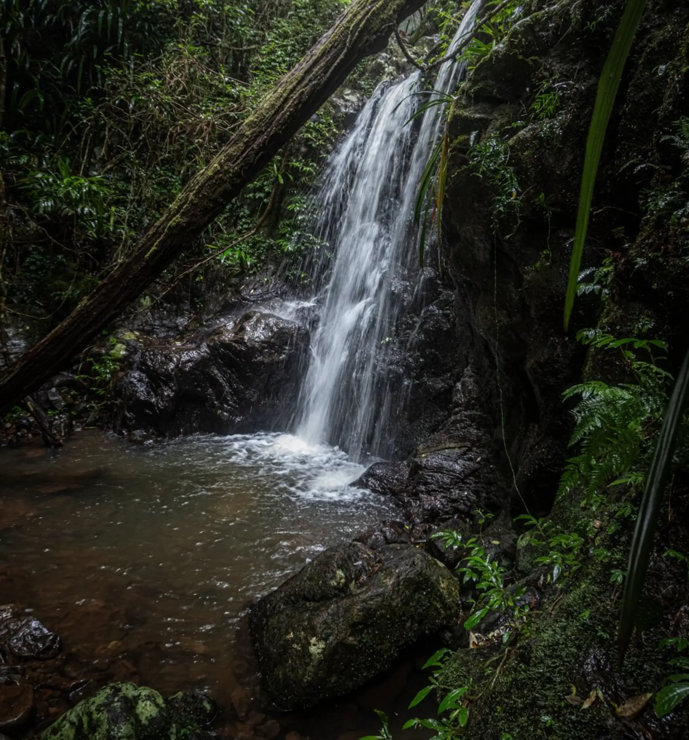 eco tours Queensland rainforest